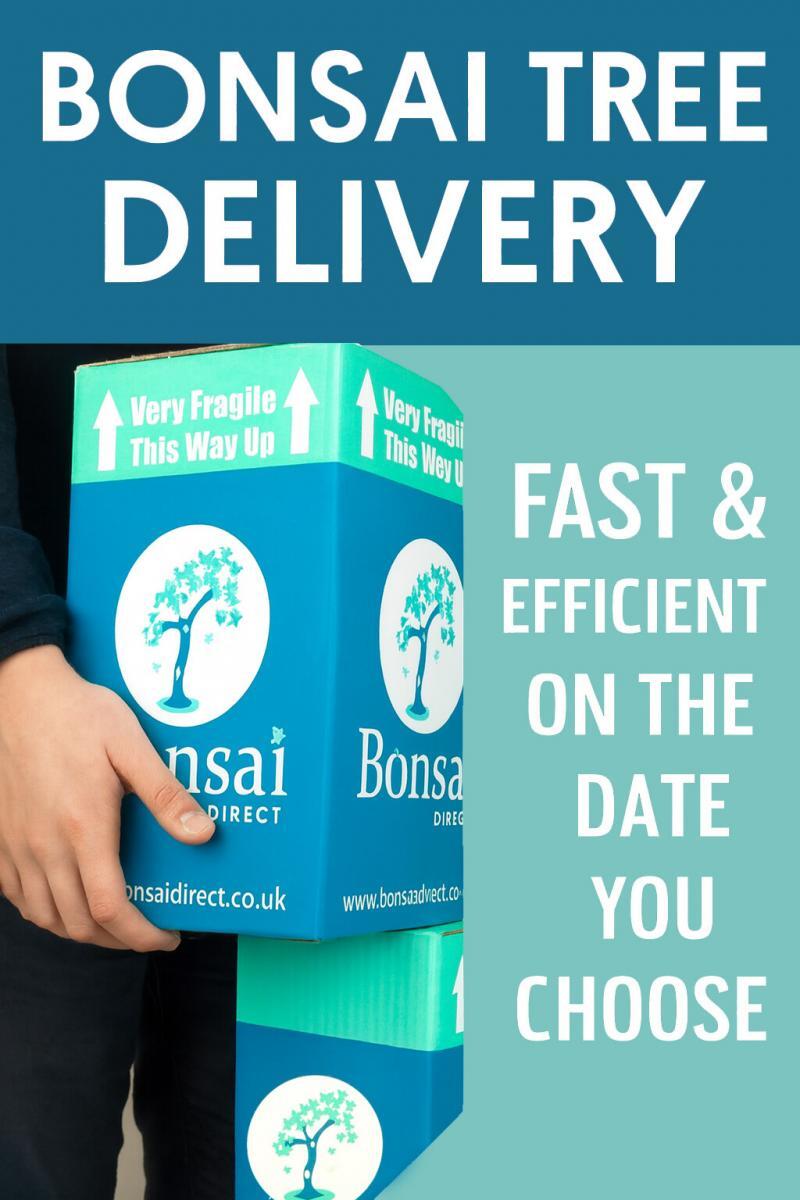 Bonsai Tree Delivery - Fast, efficient on on the date you choose for the perfect Christmas gift