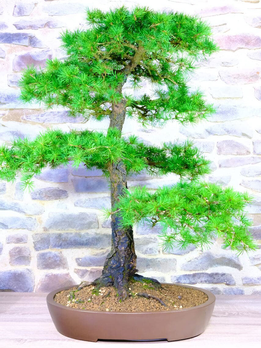 This is a Larch (Larix) bonsai grown by Lloyd from a cutting
