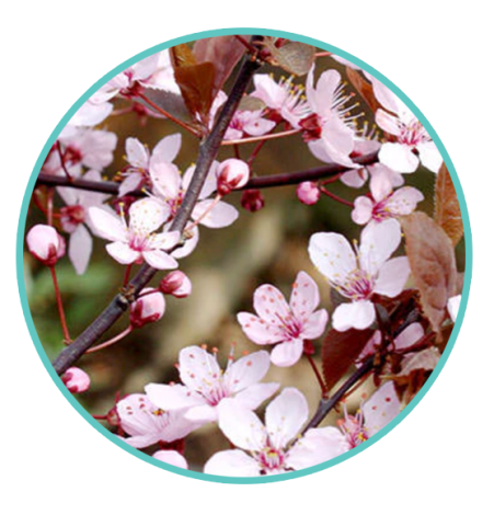 Sakura Tree - Cherry Blossom Bonsai