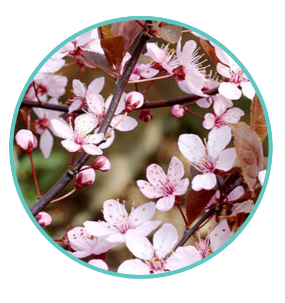 Prunus cerasifera ‘Nigra’ Miniature Sakura Bonsai Flower