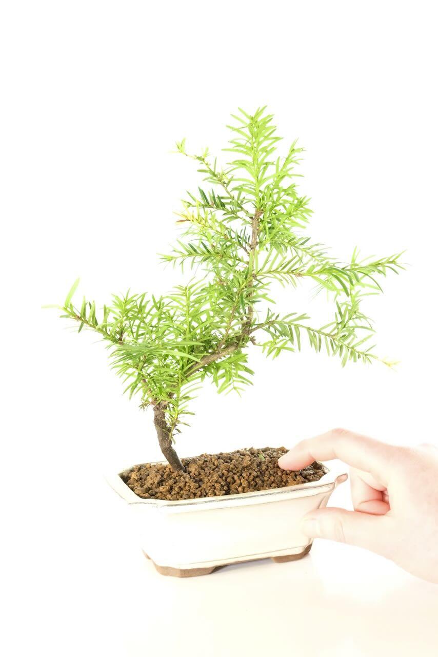 8-Year-Old Yew Bonsai Tree for sale