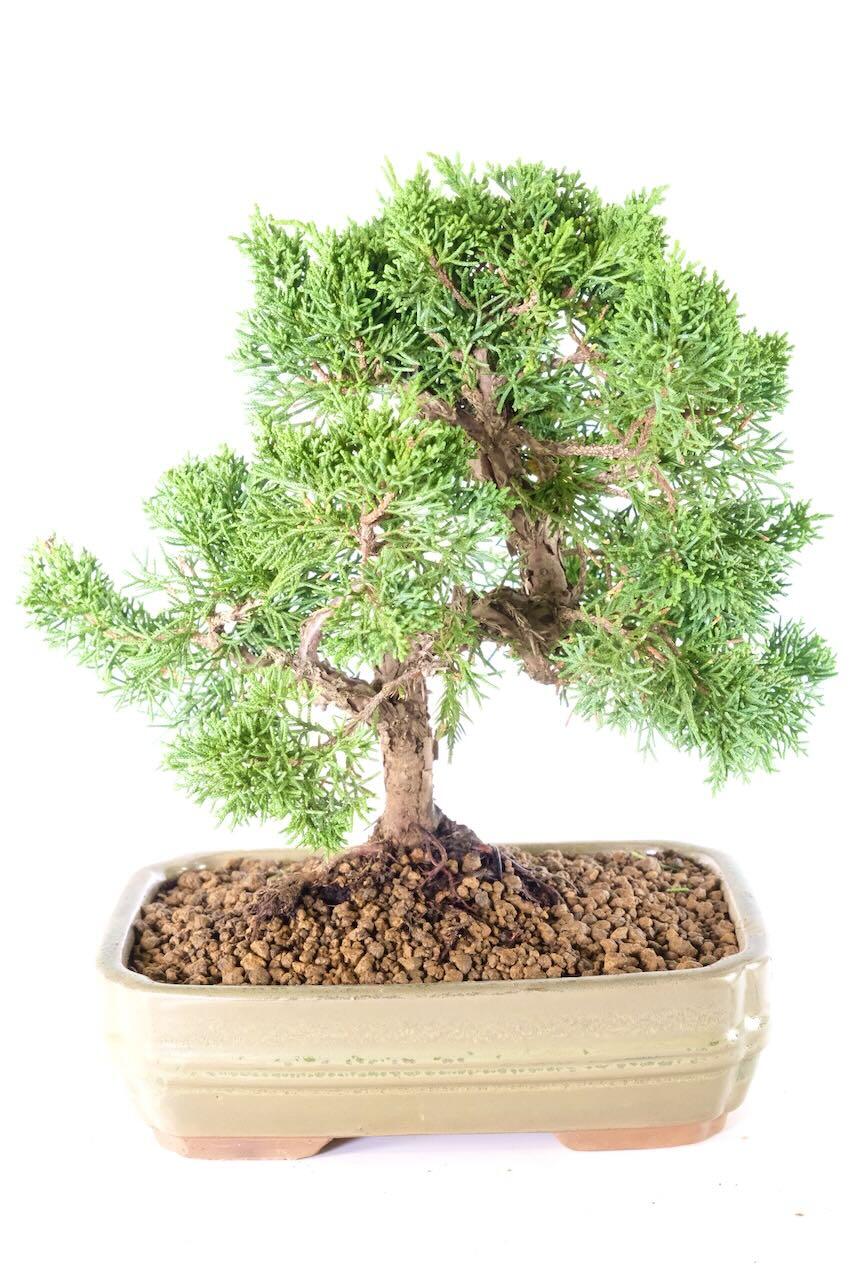 Chinese juniper bonsai for sale - receive this exact bonsai