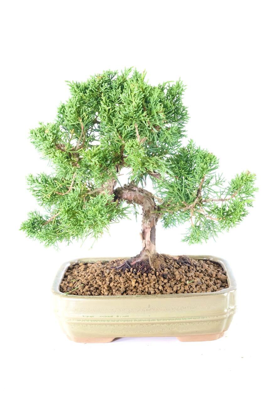 15 year Fruiting Evergreen Juniper Bonsai for Beginners with Superb Twisty Trunk - Excellence Range