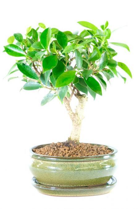Dwarf ficus indoor bonsai for sale