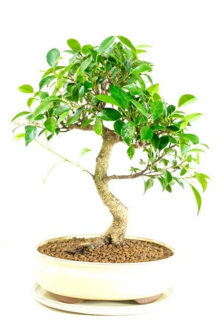 Spectacular large Ficus bonsai tree