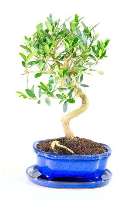 Impressive Miniature Olive Bonsai Plant - Twisty Design