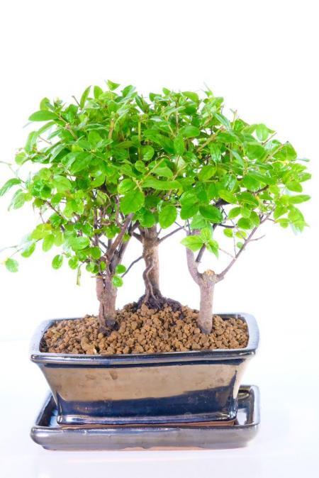 Stunning Chinese Sweet Plum indoor bonsai