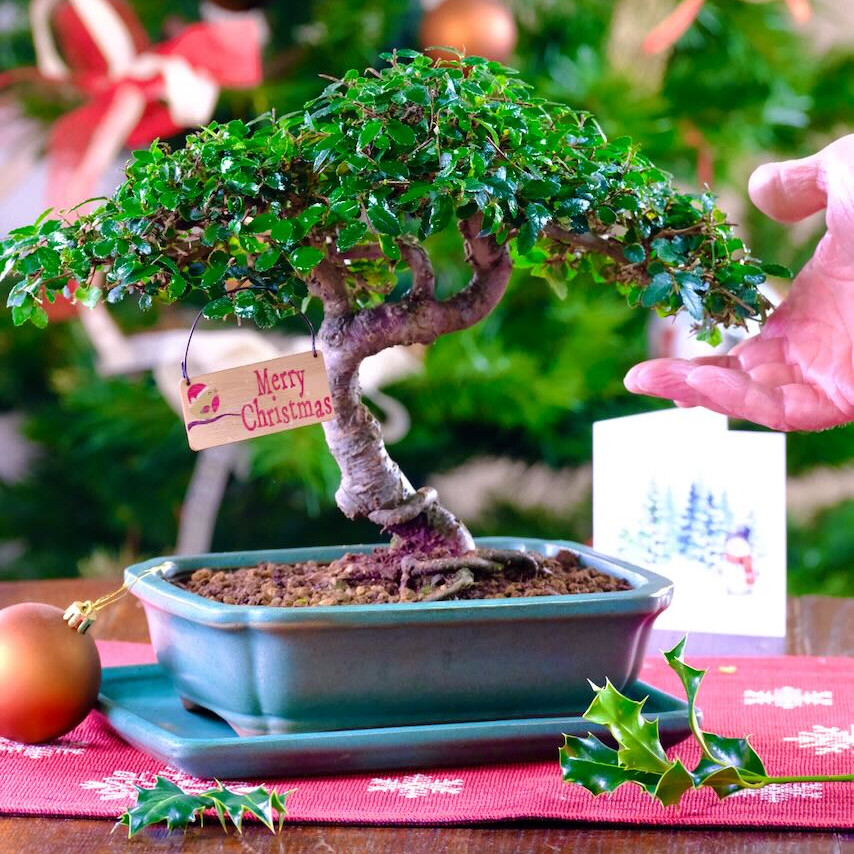 Incredible bonsai offer | Chinese Elm for beginners