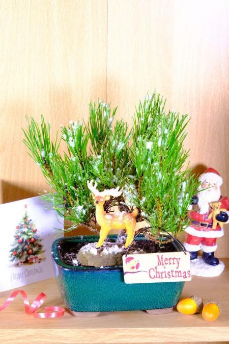Snowy Christmas Pine Bonsai tree for sale