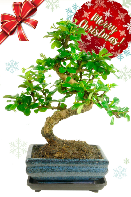 Carmona “Tree of Devotion” Christmas Bonsai Gift– Flowering 8-Year Gift Tree