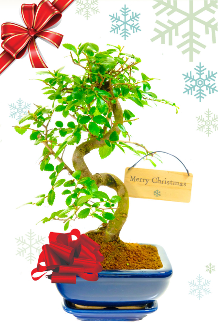 Very cute Christmas Bonsai Bonsai Tree for sale