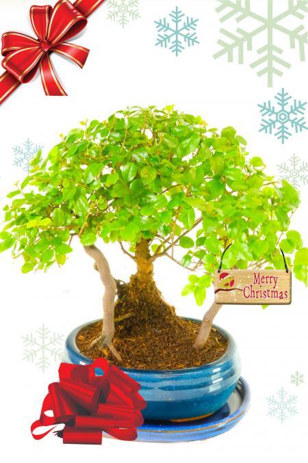 Dwarf Merry Christmas Bonsai Forest | Chinese Sweet Plum Christmas Plant Gift