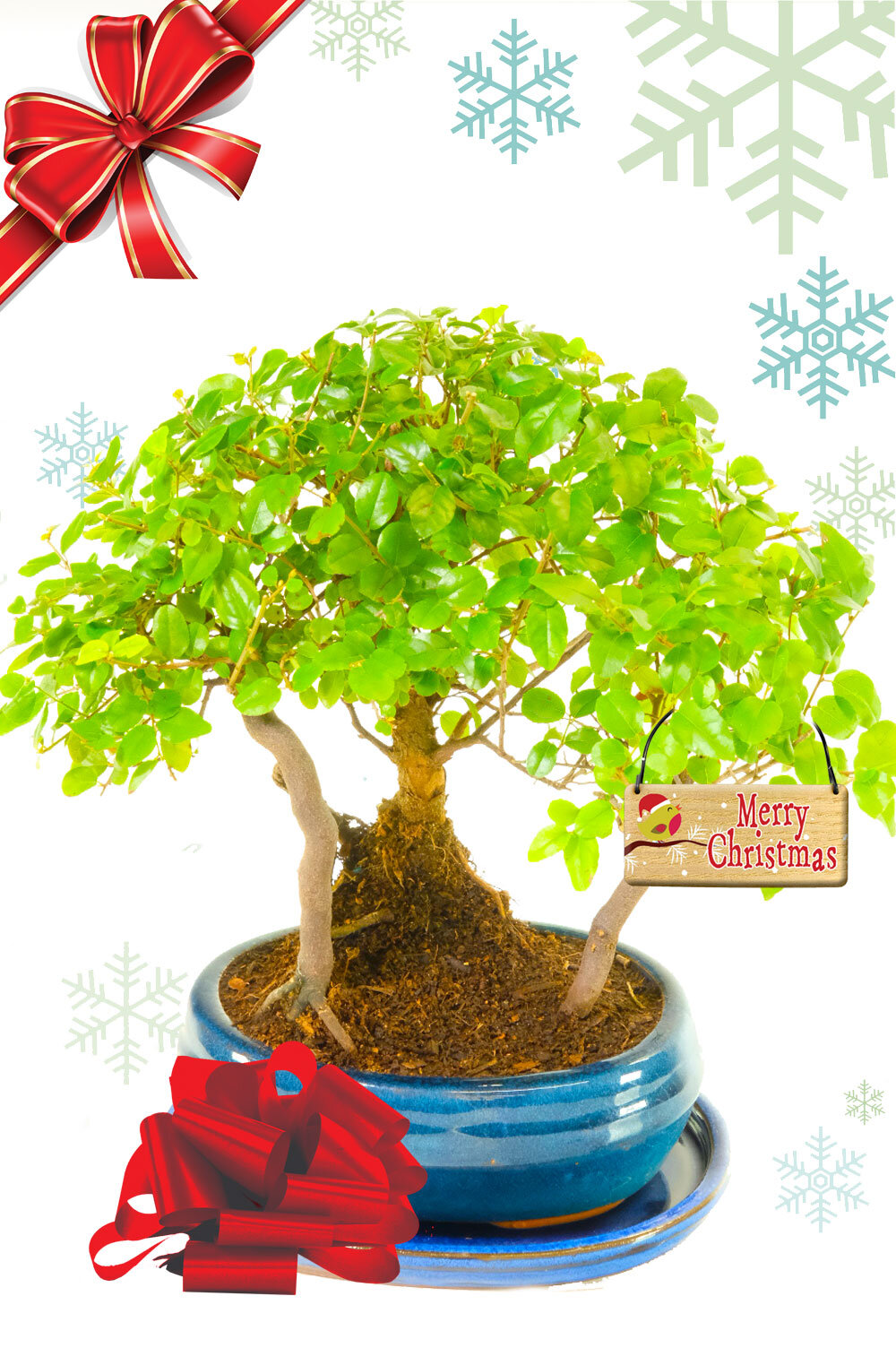 Dwarf Merry Christmas Bonsai Forest | Chinese Sweet Plum Christmas Plant Gift