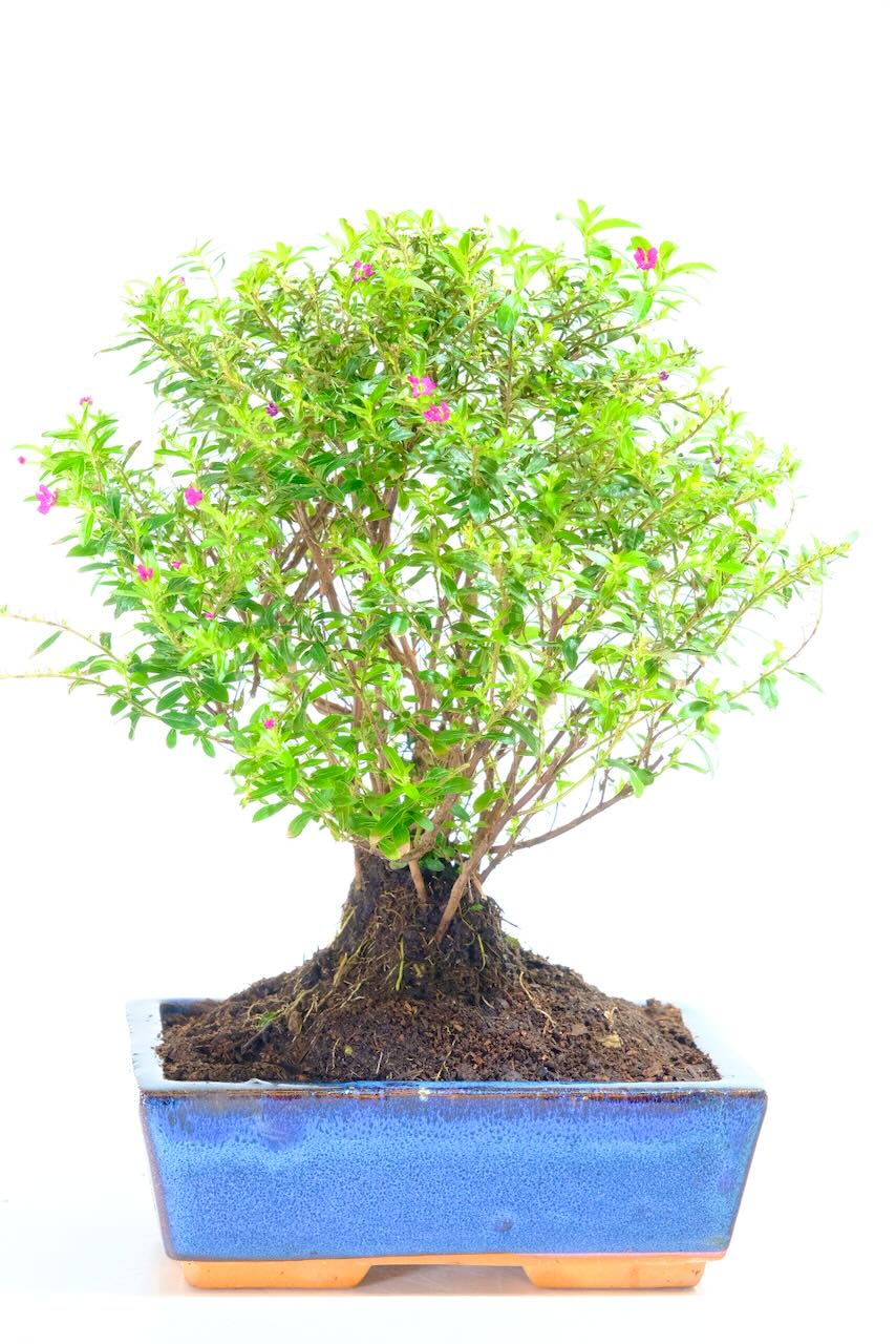 Freely Flowering Indoor Bonsai Tree – Cuphea hyssopifolia