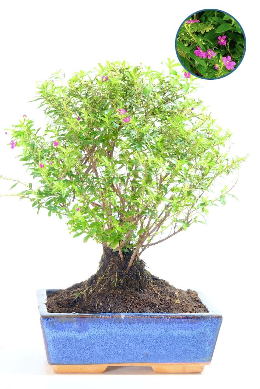 Freely Flowering Indoor Bonsai Tree – Cuphea hyssopifolia