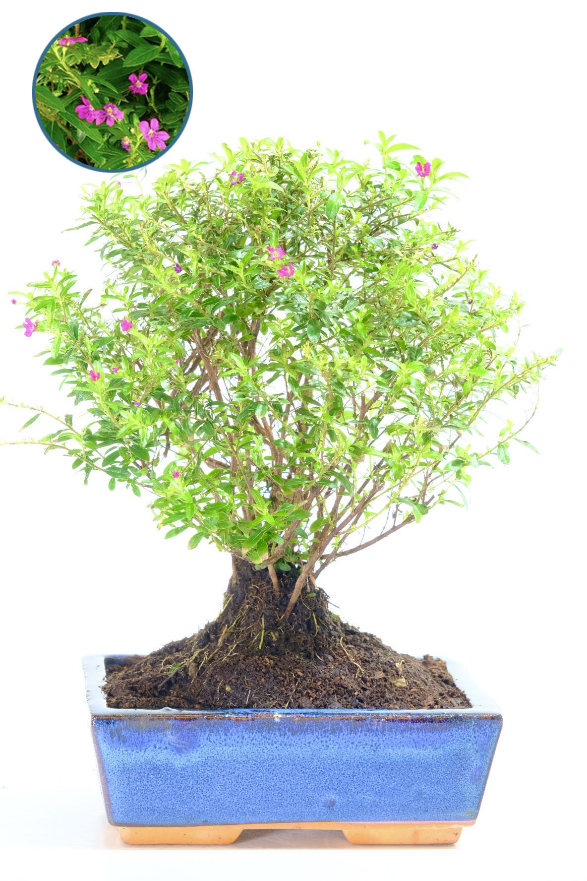 Freely Flowering Indoor Bonsai Tree – Cuphea hyssopifolia