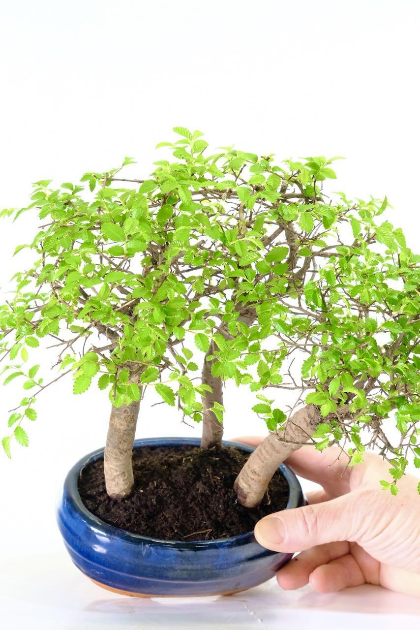 Dwarf Chinese Elm Bonsai Forest – Triple Bonsai Indoor Copse