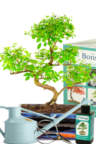 Chinese Sweet Plum Bonsai Tree Kit