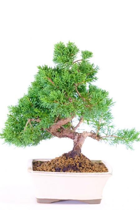 Incredible hardy outdoor bonsai tree
