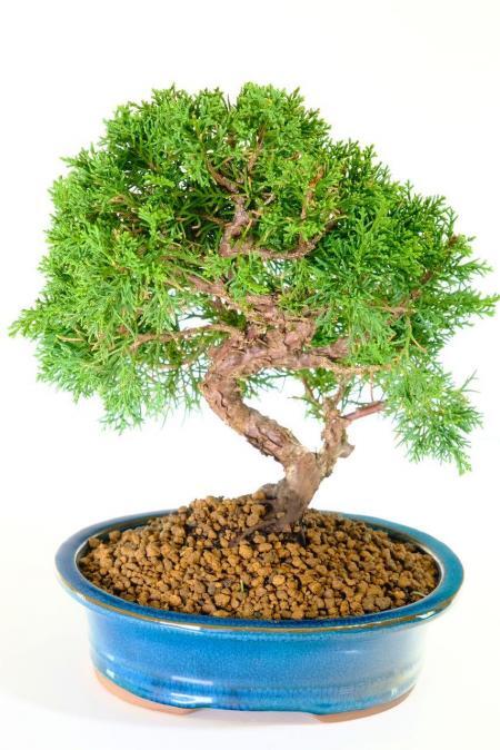 Stunning Juniper bonsai for sale
