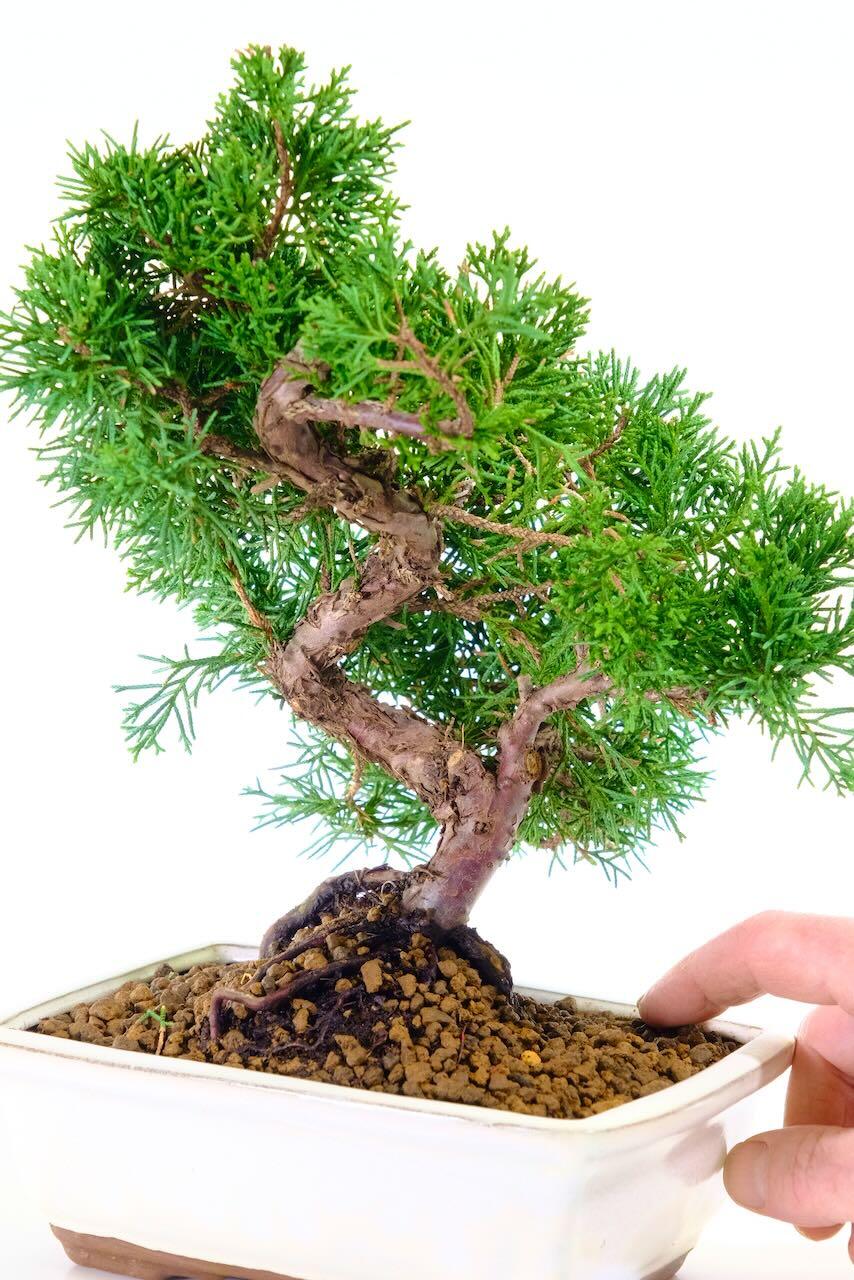 Twisting S-Shaped Chinese Juniper bonsai tree for sale in cream pot