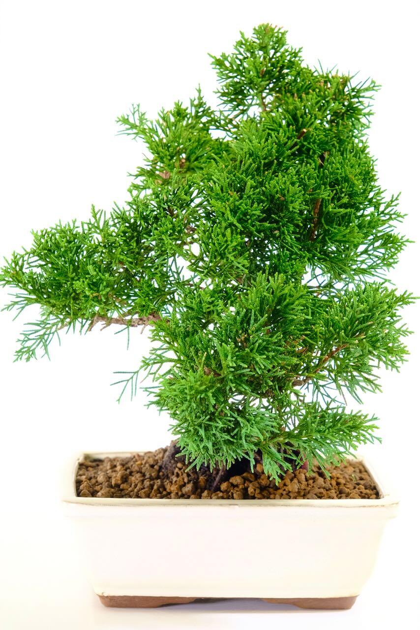 Artistic Chinese Juniper Outdoor Bonsai Tree