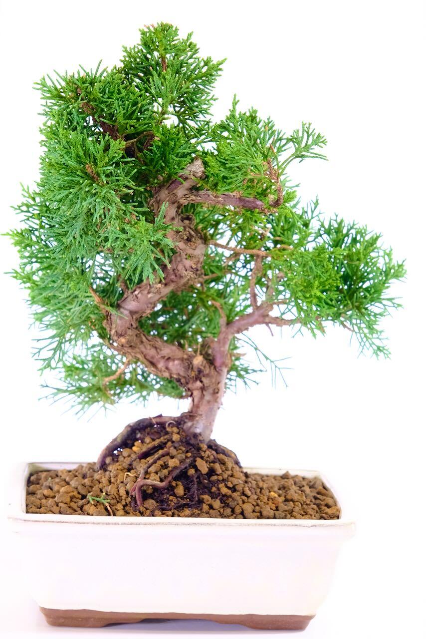 Hardy Dwarf Evergreen Chinese Juniper Bonsai | Sensational Styling