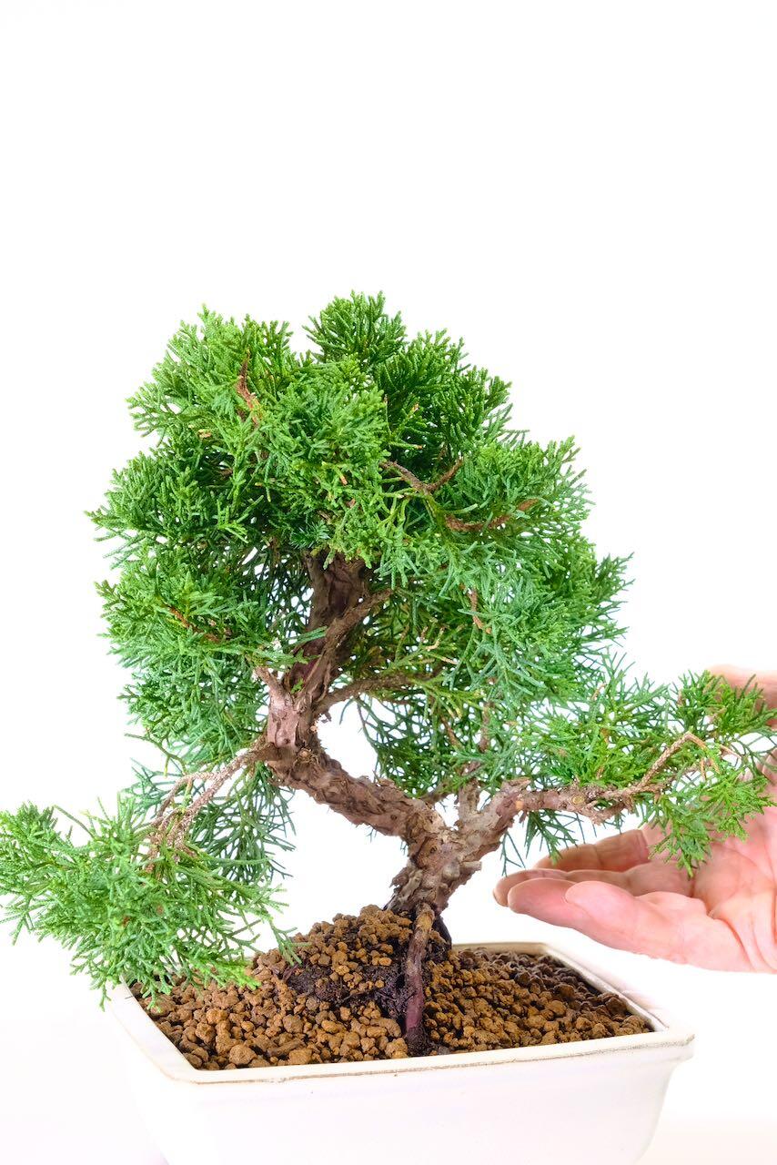 Excellent styling and shaping