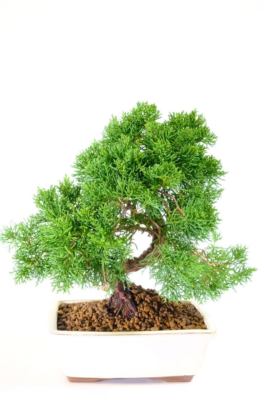 Potted into a soft cream pot