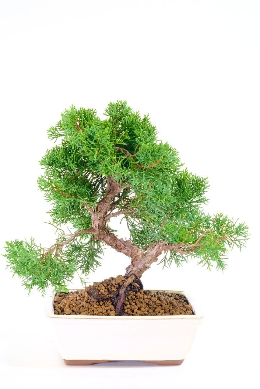 Hardy evergreen outdoor bonsai