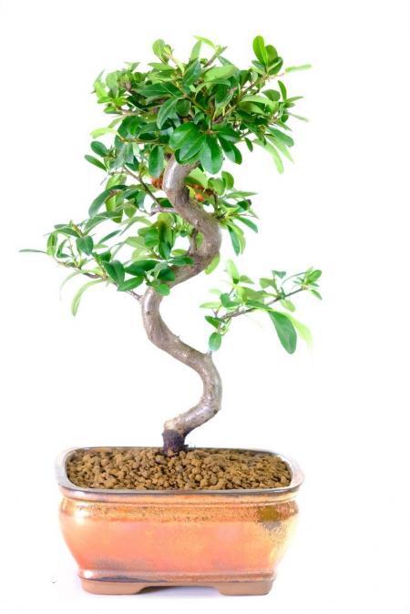 Captivating Flowering Evergreen Pyracantha Bonsai Tree Displaying Vibrant Orange Berries