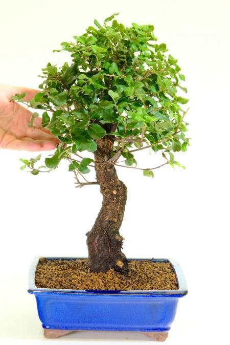 Cork Bark Oak | Evergreen Quercus suber Bonsai