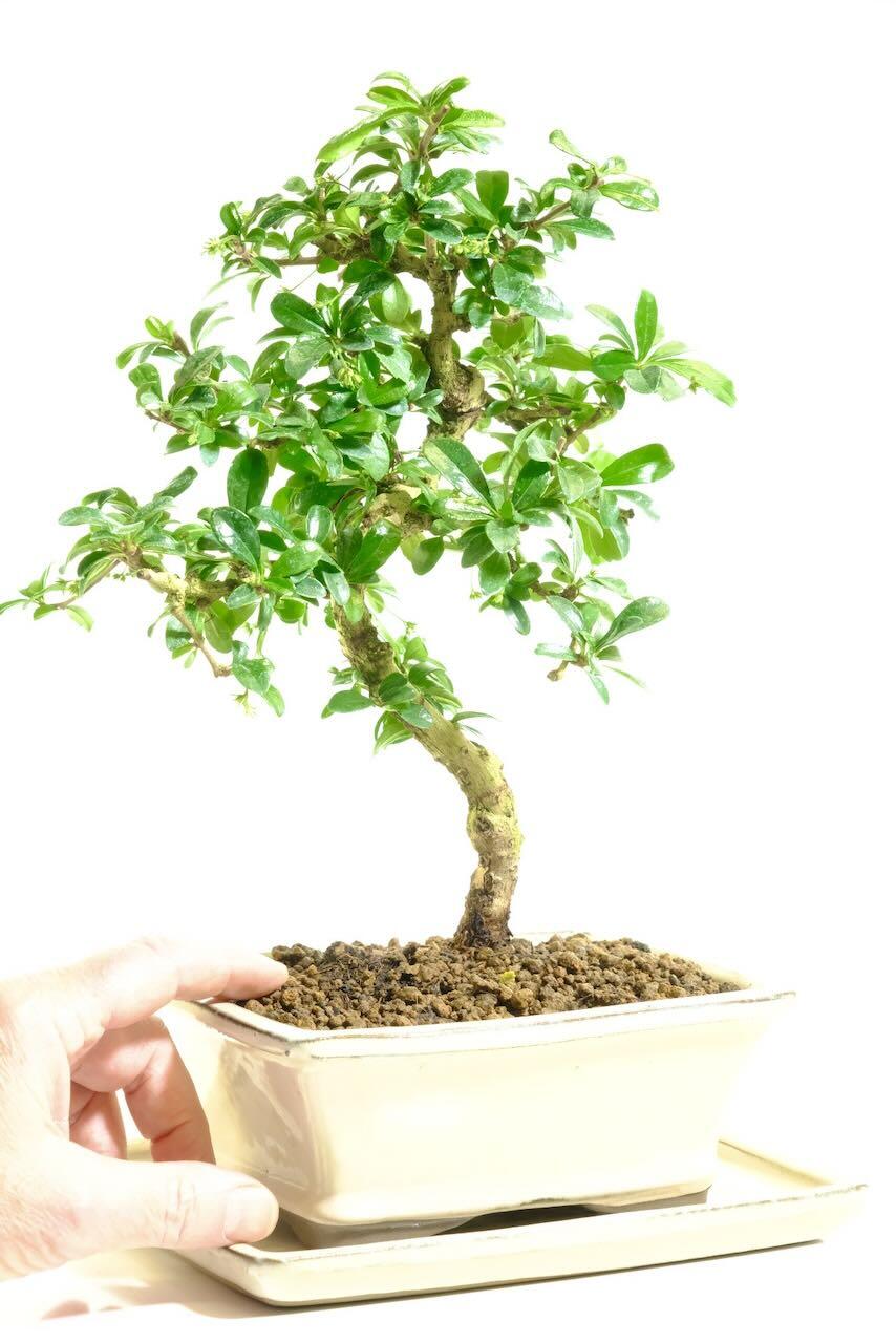 Comes potted in a cream ceramic pot with matching drip tray and FREE UK delivery to most areas