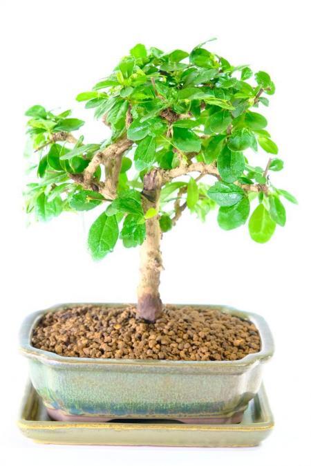 Wow - Little Bonsai Beauty | Flowering Fukien Tea Tree