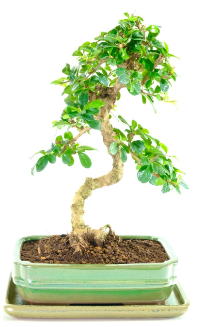 White Summer Flowers - Dwarf Fukien Tea Tree Bonsai: Phenomenal Neat Habit