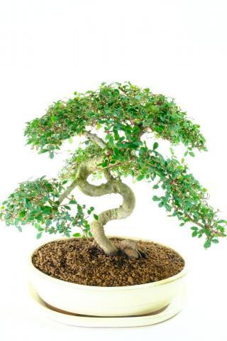 magnificent specimen Chines elm bonsai tree for sale