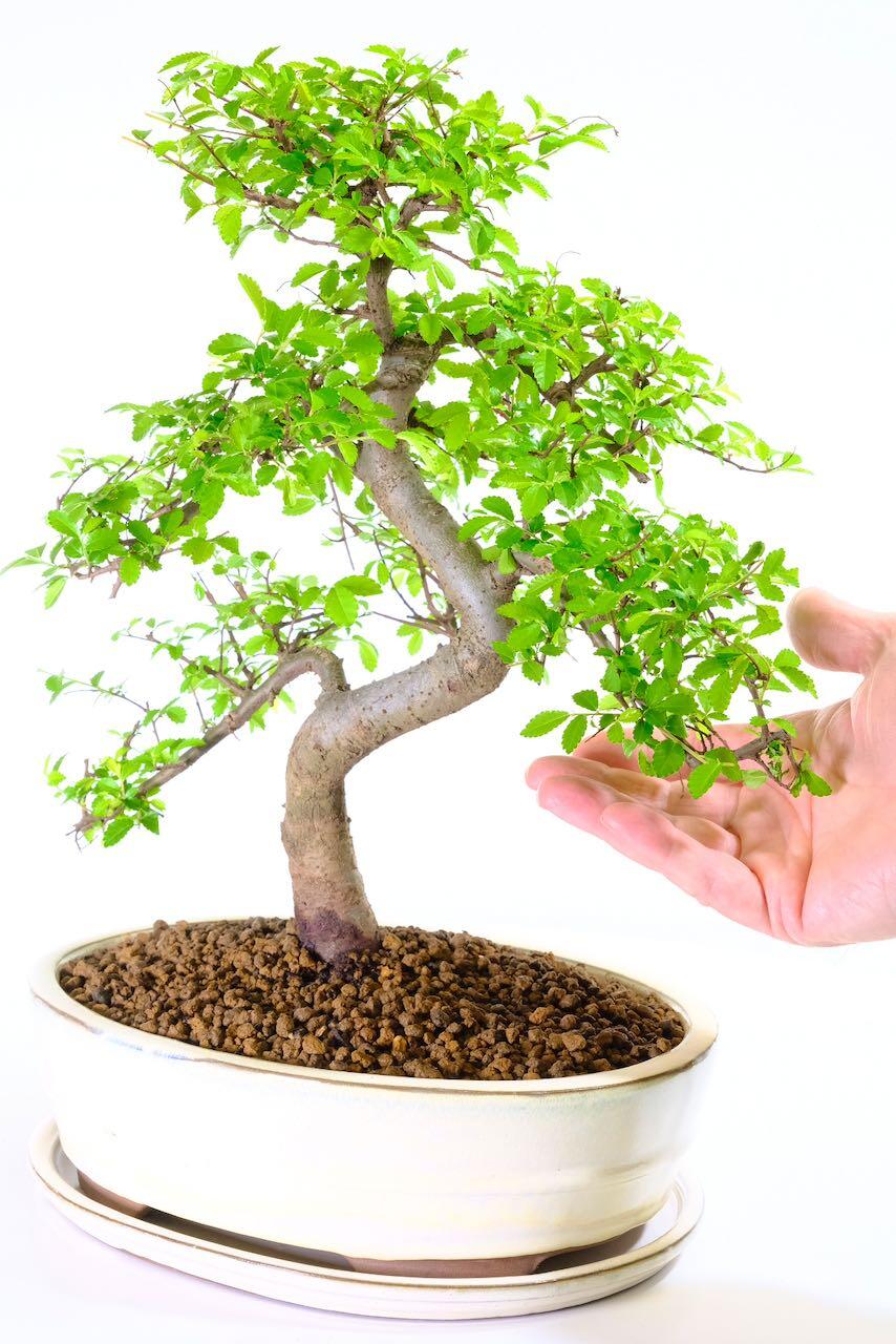 Hardy and resilient Chinese Elm bonsai