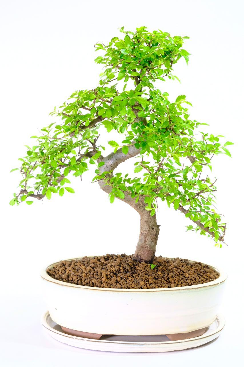 Potted into a cream ceramic bonsai pot with matching drip tray