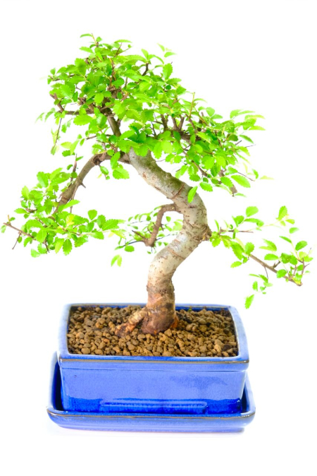 Premium Indoor Bonsai Favourite with Natural Flow & Lime-Green New Growth | Chinese Elm