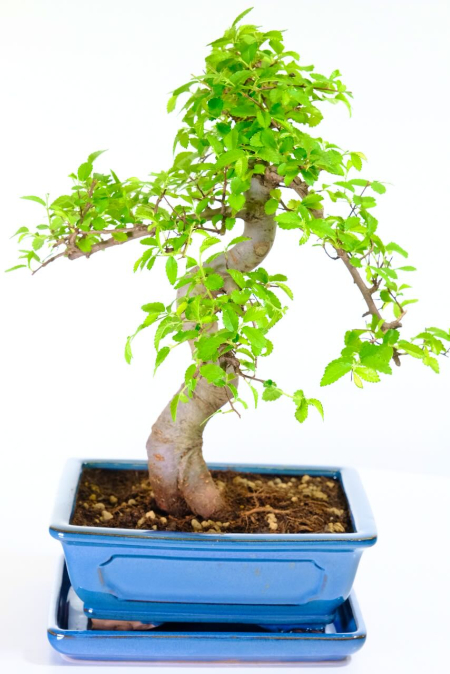 Elegant Literati Bonsai Chinese Elm – Soft Curves & Downward Branching