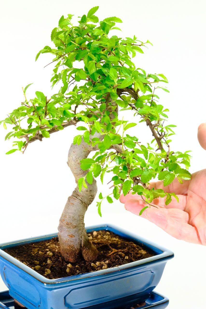 Fresh naturally small leaves of this elm bonsai tree for sale