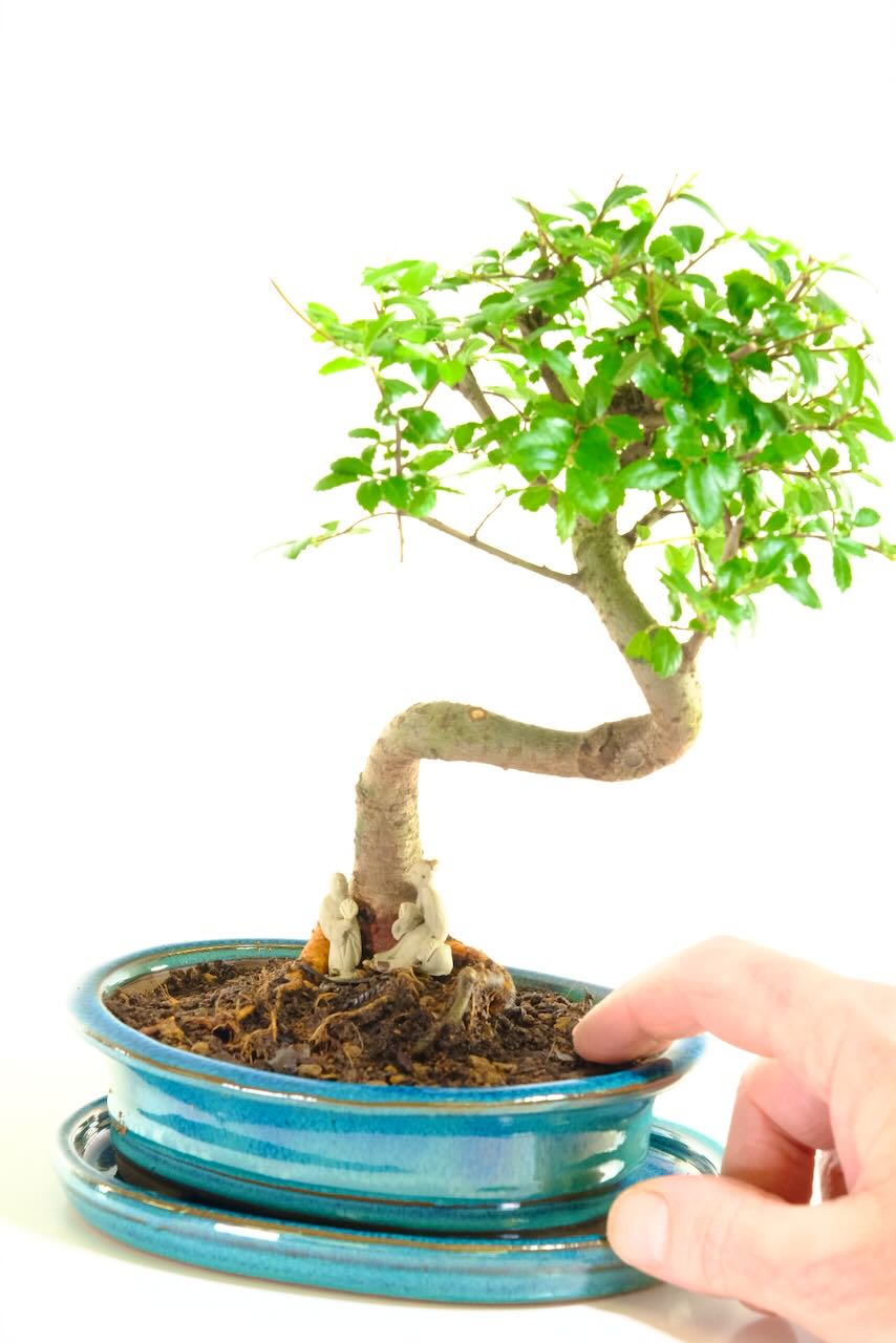 Mini dwarf Elm bonsai for sale - Tree of harmony