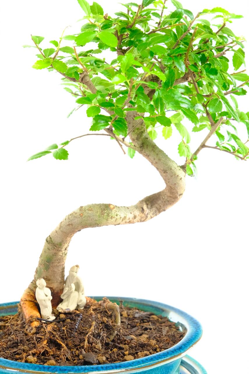 Harmony Between Roots – A Quiet Moment