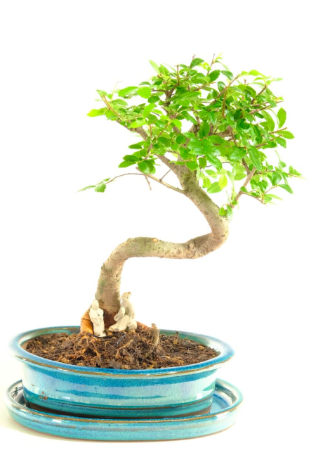 Harmony Between Roots – A Tranquil Moment of Contemplation