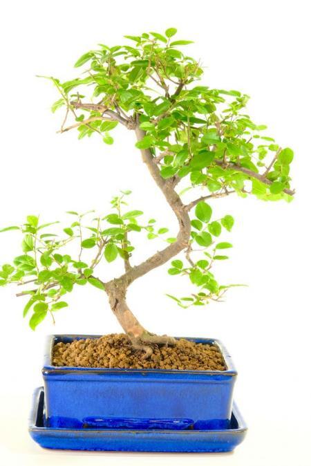 Sweeping Fruiting Sweet Plum Indoor Bonsai Tree with Flaky Bark