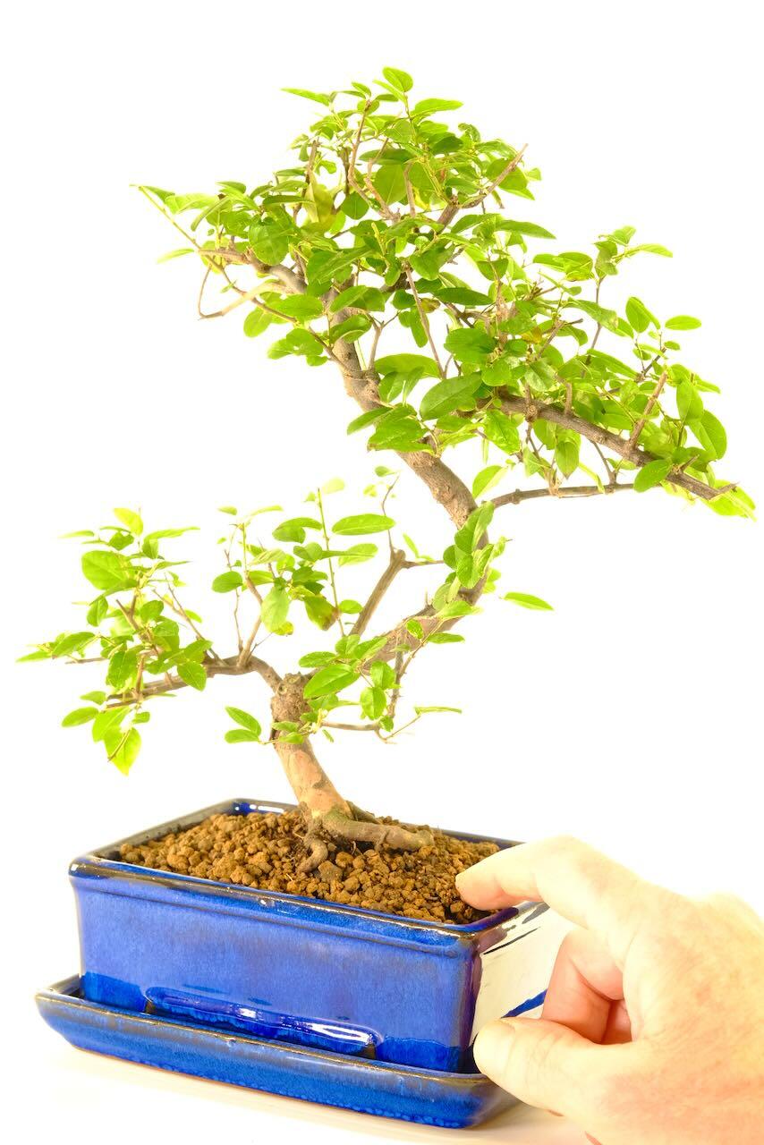 Premium S-Shaped Fruiting Sweet Plum Bonsai
