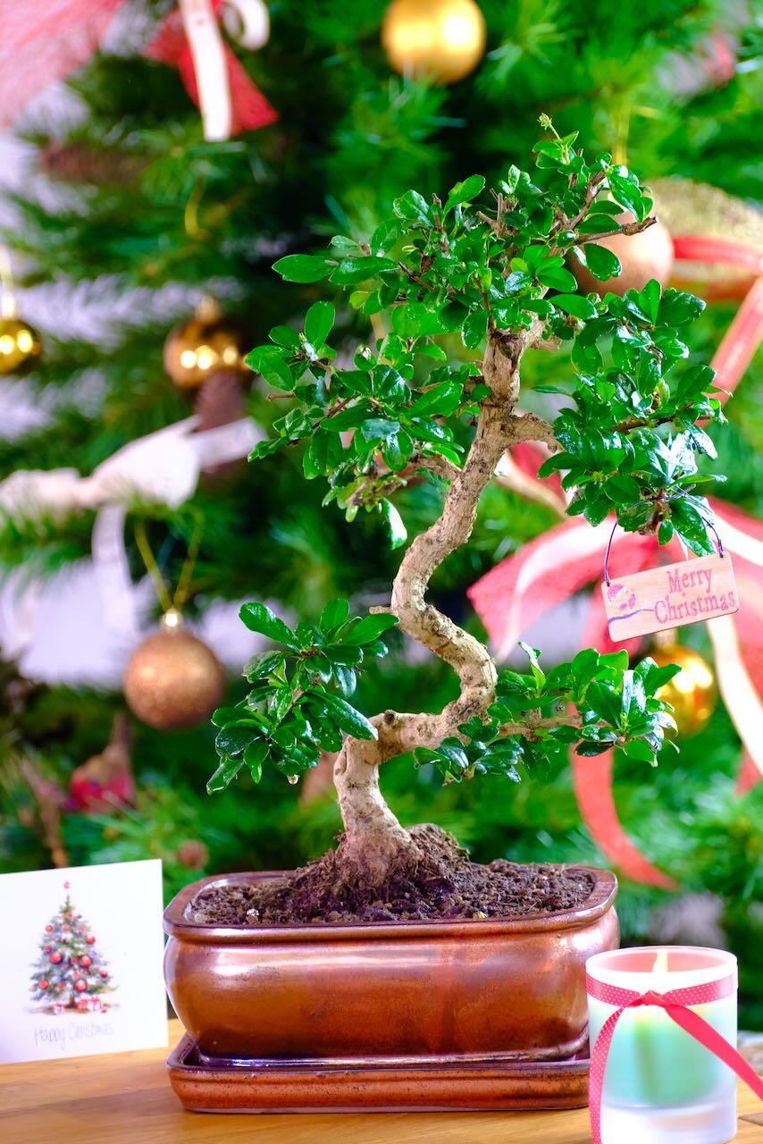 Aesthetically Pleasing Extra-Large Flowering Indoor Fukien Tea Tree Bonsai - 17 years old | ADVENT OFFER 13