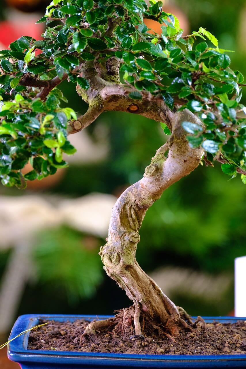 Exceptional form of this Chinese Elm in glossy blue bonsai pot