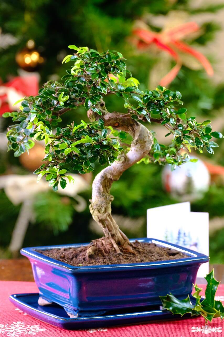 Strong twisty Chinese Elm bonsai | Top quality