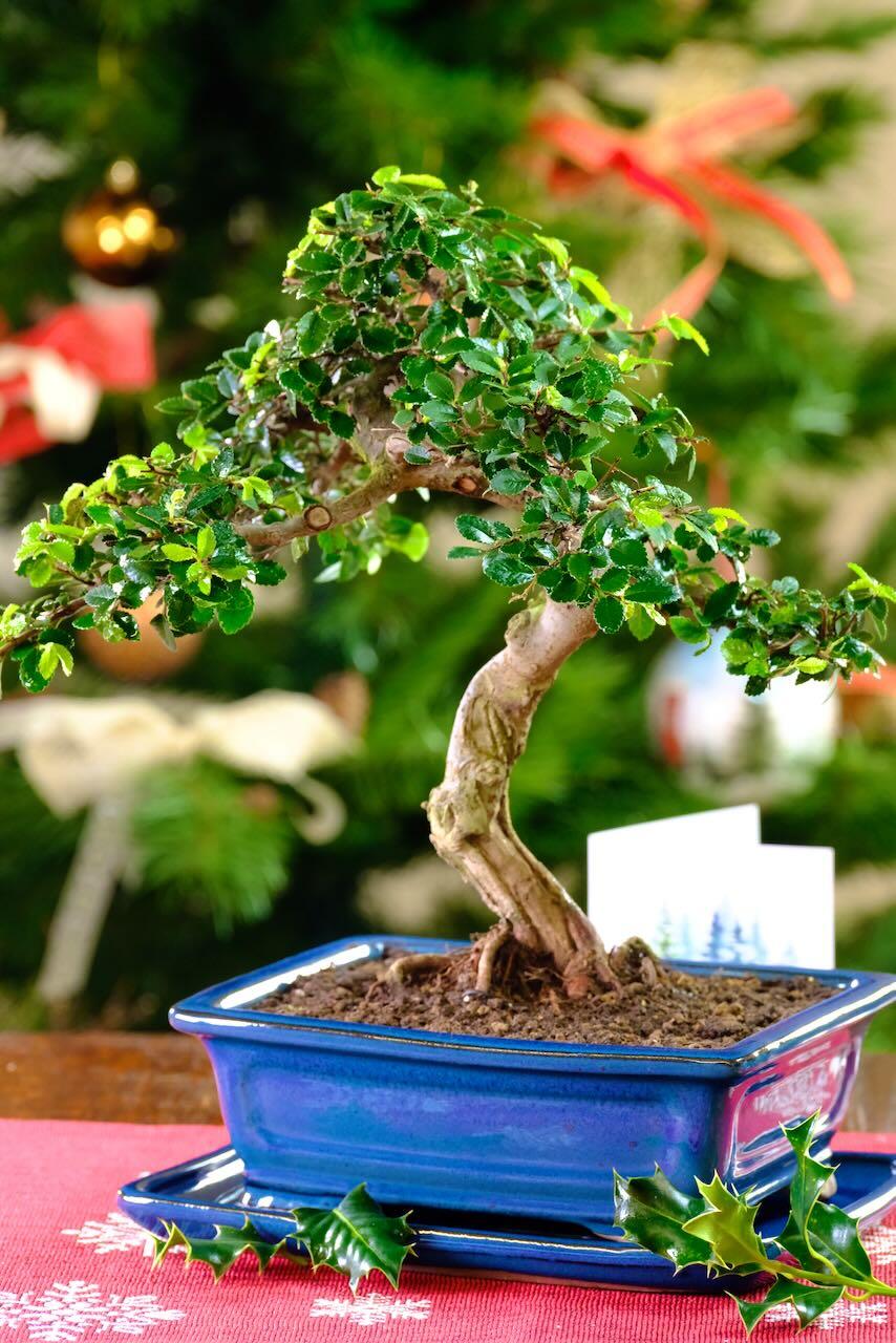 Chinese Elm Bonsai | Enchanting and Easy-Care Indoor Masterpiece